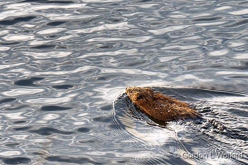 Swimming Muskrat_09375.jpg - Photographed along the Rideau Canal Waterway at Smiths Falls, Ontario, Canada.
